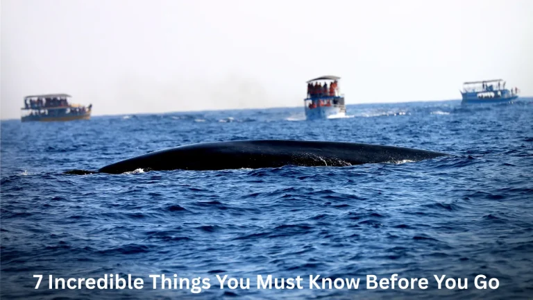 Whale Watching in Mirissa: 7 Incredible Things You Must Know Before You Go